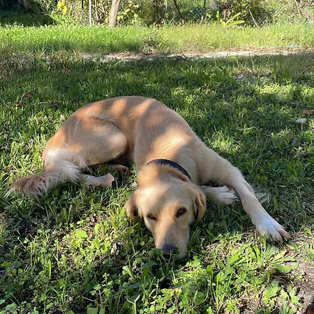 Papiri Summerhouse בית נופש אגיוס גיורגיוס