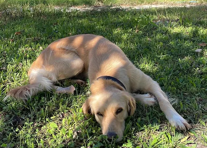 Papiri Summerhouse Casa de Férias Agios Georgios (Corfu)